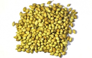 CORIANDER-SEED